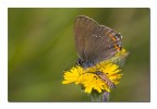 Satyrium ilicis