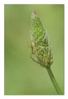 Aracnide al pistacchio