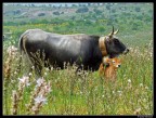 Mucca