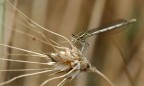 nel grano....