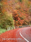 I colori dell'autunno..... che spettacolo.