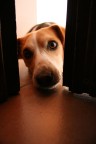 Il mio cane