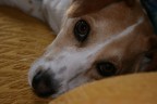 Il mio cane