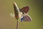La Luce ci Appartiene
