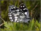 Farfalla