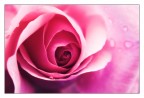 Rosa Rosarum