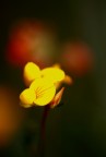 No Regole, solo Colori