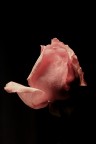 Rosa rosa