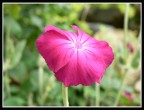 Che fiore  ?