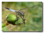 Libellula