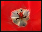 Tulipano