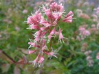Fiore croato