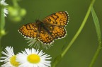 Farfalla su margherite