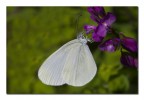 Leptidea duponcheli