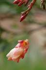 questo fiore di oleandro mi ricorda Tom Cruise nel film Mission impossible!

scosso dalla pioggia ha trovato un appiglio prima di finire a terra per sempre...