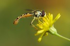 Sul Fiore Giallo