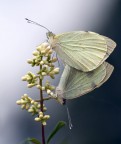 simmetrie