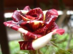 questa  una qualit di rose che ho nel mio giardino,ho provato a fotografarla.