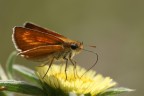 color : Marron glac
