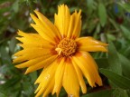 dopo una forte pioggia,i fiori sono rimasti bagnati,il colore di questo piccolo garofano, diventato pi splendente.