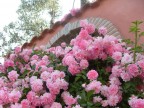 roselline..una piccola cascata di colore..