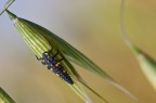 Larva?