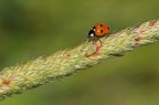 Coccinella