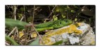 Lacerta viridis m.