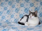 Il gatto dei miei genitori, Attila. La uso come immagine del desktop, a risoluzione + alta come sfondo da l'idea che le icone stiano davanti al gatto e lui le fissi.