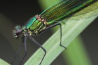 Verde metallizzato