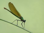 L'equilibrista