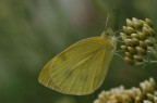 Farfalla#1
