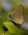 Satyrium