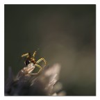 L'incubo