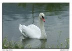 Fuji S5600 - 1/350 - f/5 - 64 iso - 200 mm eq.