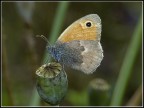 N'altra Farfalla