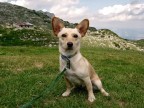 Foto scattata sul monte Pasubio, gruppo montuoso delle Prealpi Venete, aspro e calcareo; tocca con varie cime i 2000 m, culminando nella cima Palon a quota 2235 m.