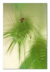 Effimera pirotecnica