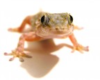 Geko