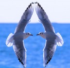 face to face