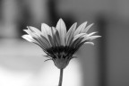 Fiore B/N