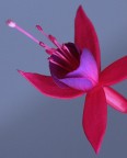 FUCHSIA#
