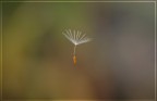 Fragment of a Dream