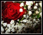 Cuore Rosso