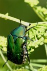 coleottero      Potosia cuprea