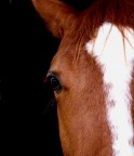 cavallo3