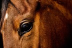 cavallo6