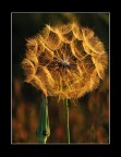 L'oro dei fiori...