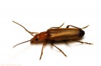 Rhagonycha fulva