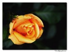 Come un cuore morbido.... in arancio
